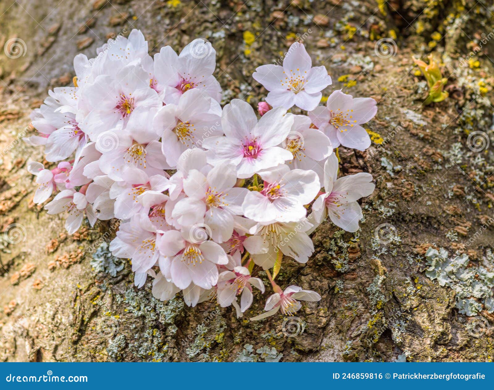 Cherry blossom on tree stock photo. Image of macrophotography 246859816