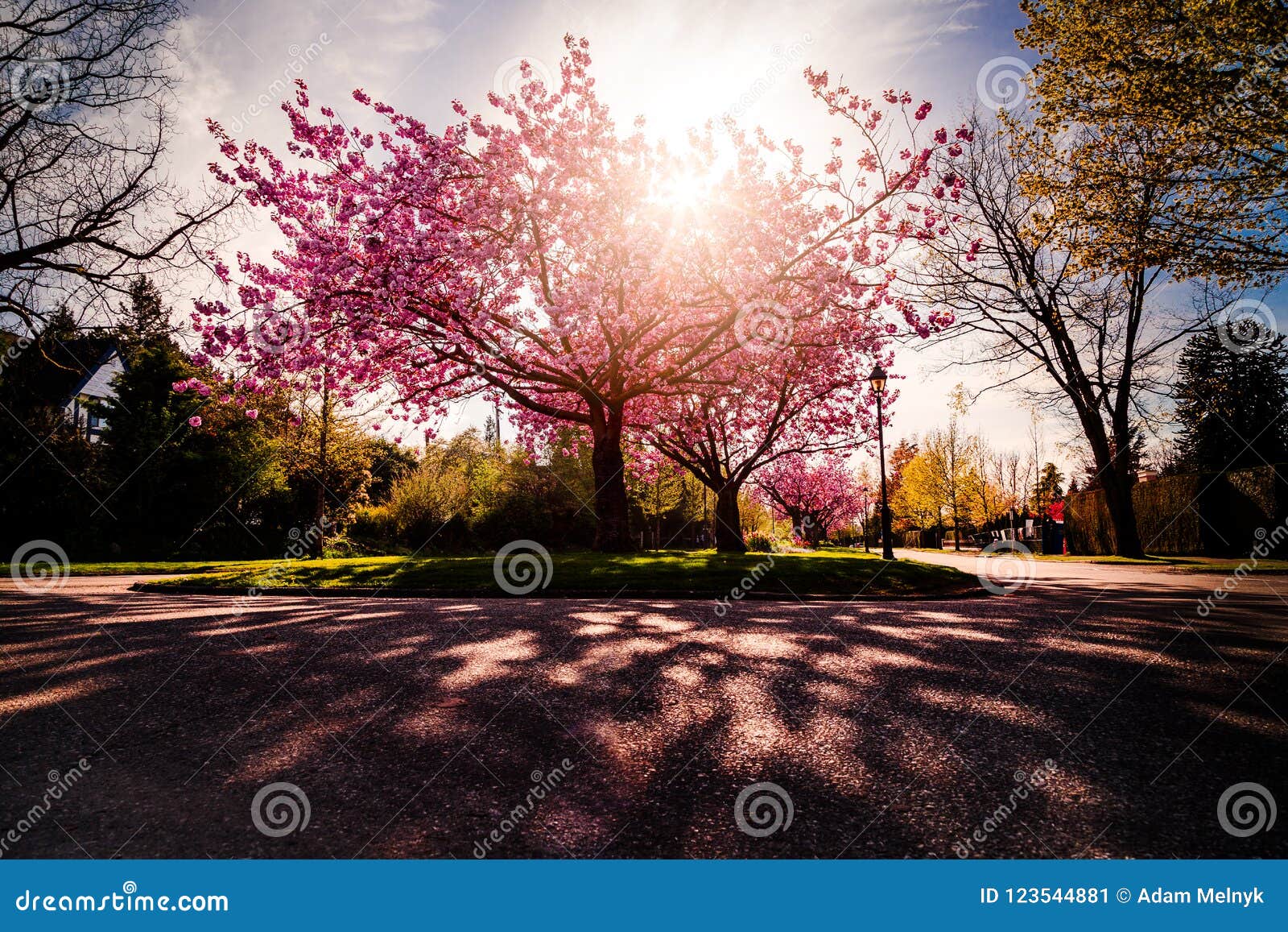 Cherry Blossom Tree on a Boulevard Near UBC. Stock Image Image of