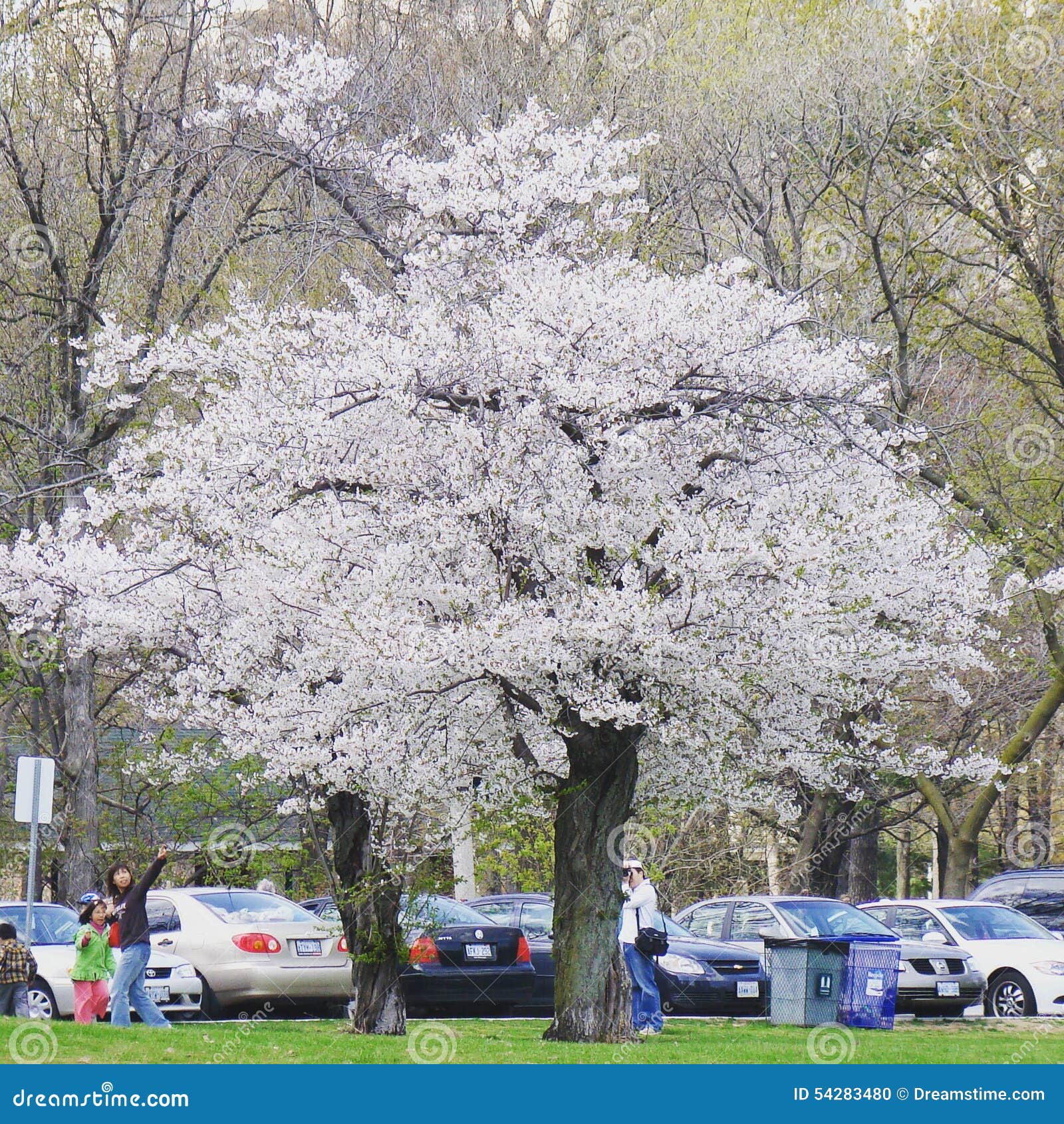 Cherry blossom editorial image. Image of tree, blossom 54283480