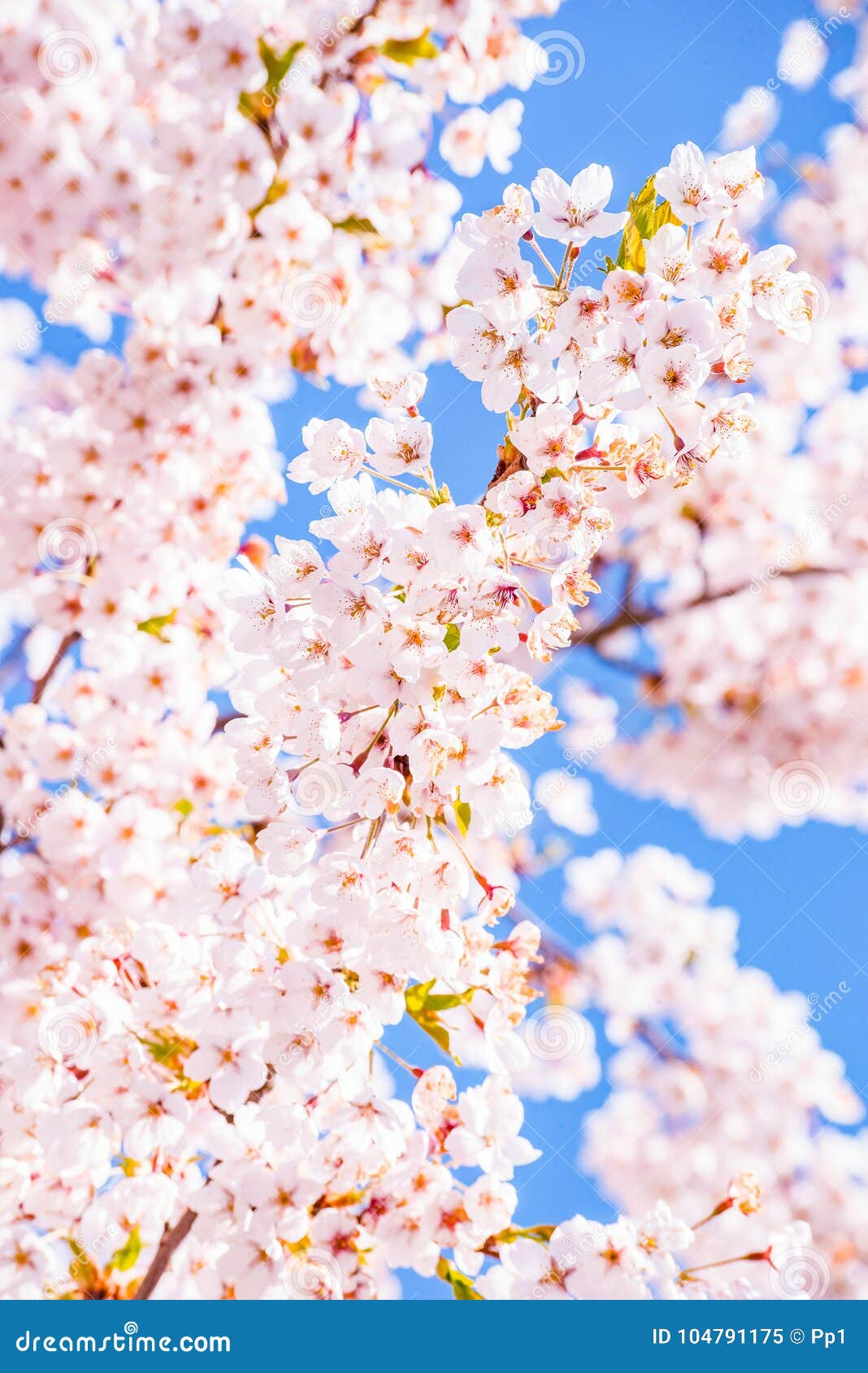 cherry blossom tree detail, pink and blue background