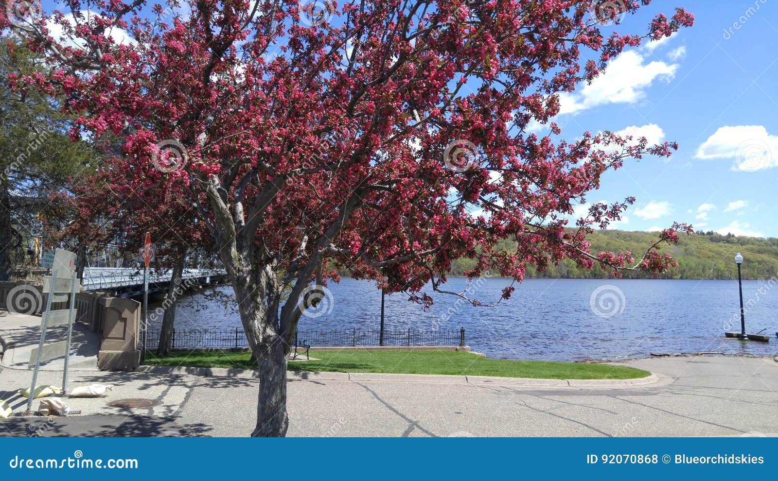 Cherry Blossom Tree Near a Lake Editorial Stock Photo Image of cherry