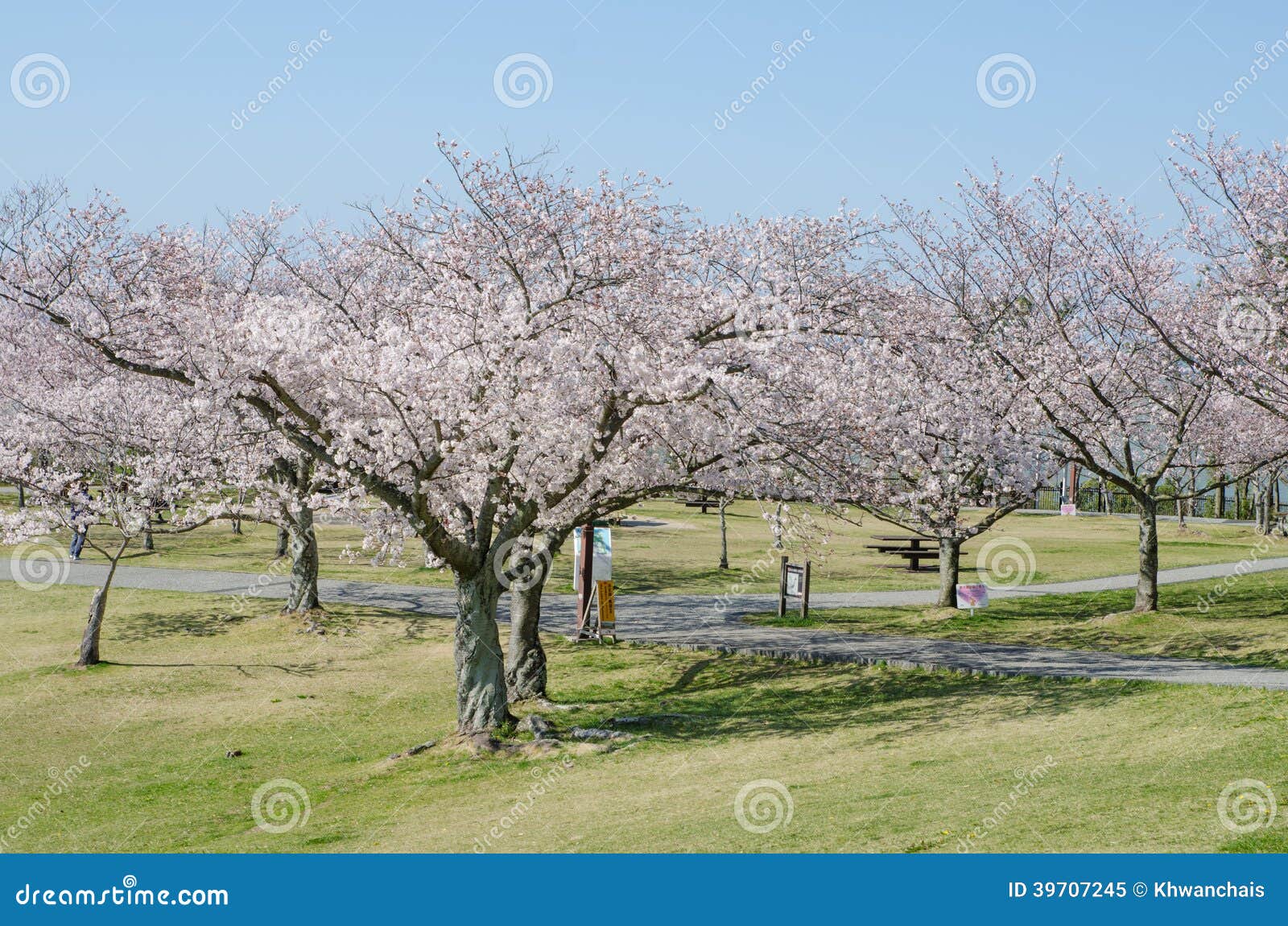 A Cherry Blossom Tree in a Park Stock Image Image of field, natural