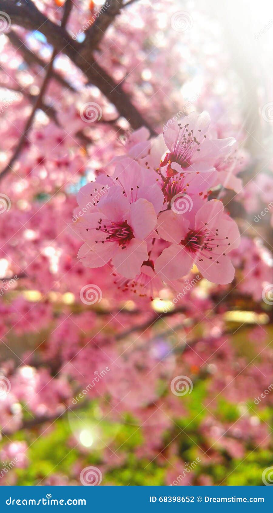 Cherry blossom tree editorial photography. Image of cherryblossom