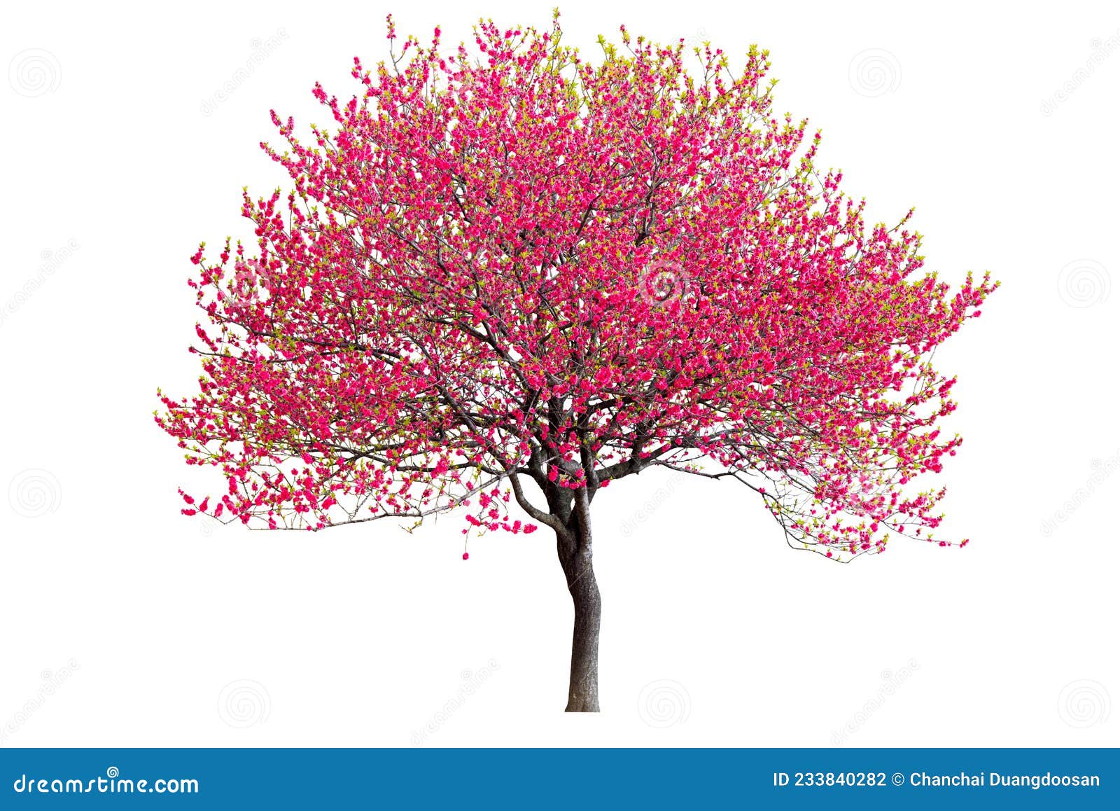 Cherry Blossom Tree with Purple Flowers Isolated on White Background
