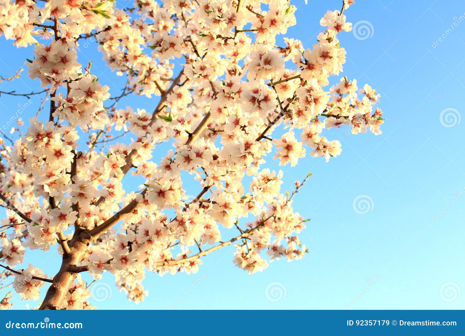 Cherry Blossom Tree Spanish Spring on Blue Sky Background Stock Image