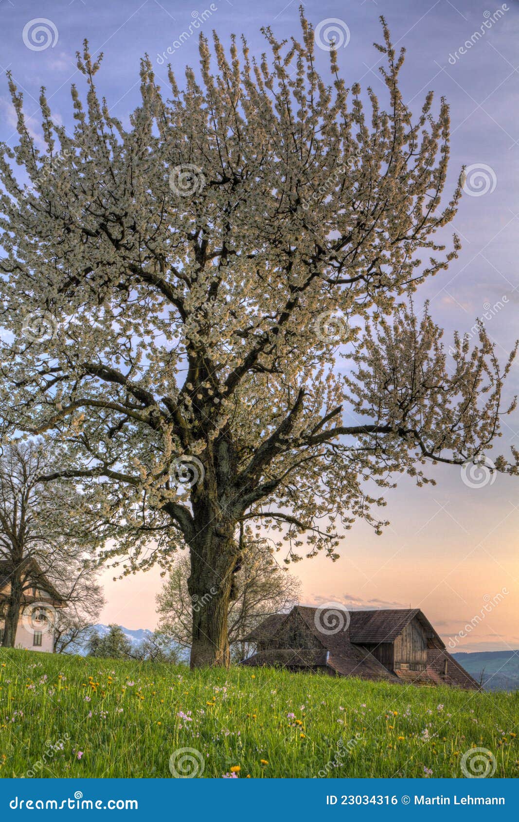 Cherry Blossom Tree at Sunset on Farm Stock Photo Image of meadow, evening 23034316