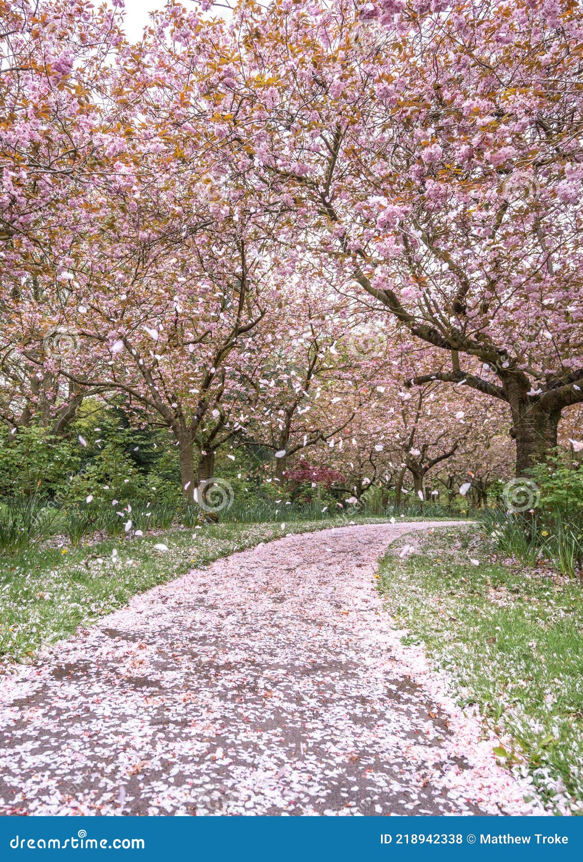 Download A girl surrounded by floating petals of cherry blossom