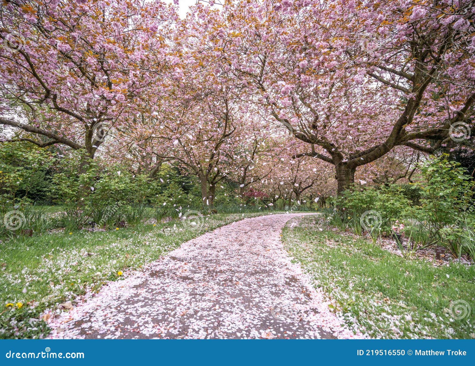 Download A girl surrounded by floating petals of cherry blossom