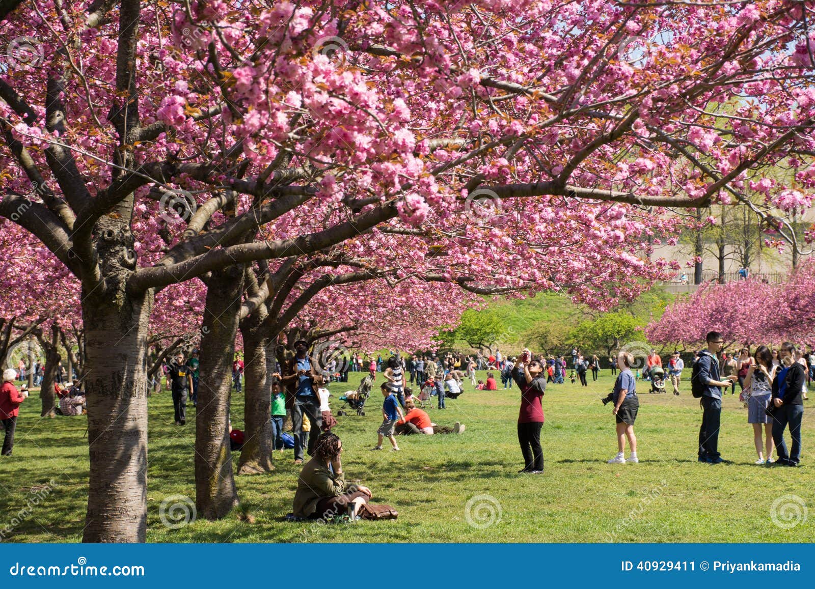 Cherry Blossom Trees Lined At Brooklyn Botanical G Editorial Photo