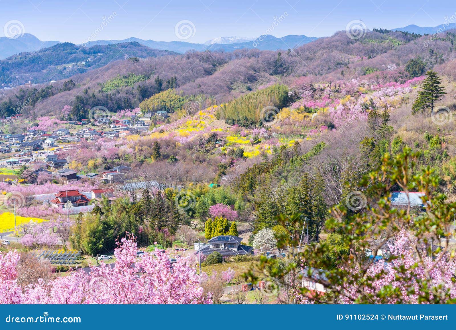 cherry-blossom trees & x28;sakura& x29; and many kinds of flowers in hanam