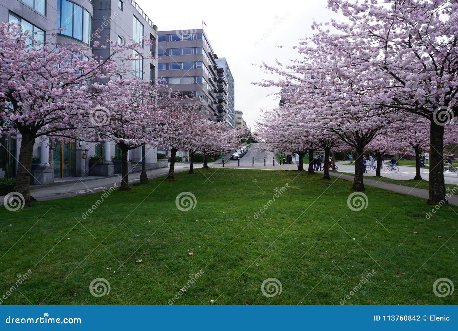 Cherry Blossom in Vancouver Stock Photo Image of sakurablossom