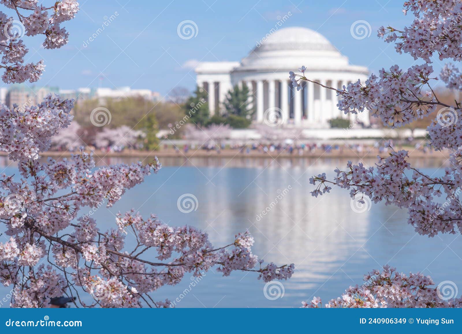 Cherry Blossom in Washington DC Stock Image Image of frost, pink