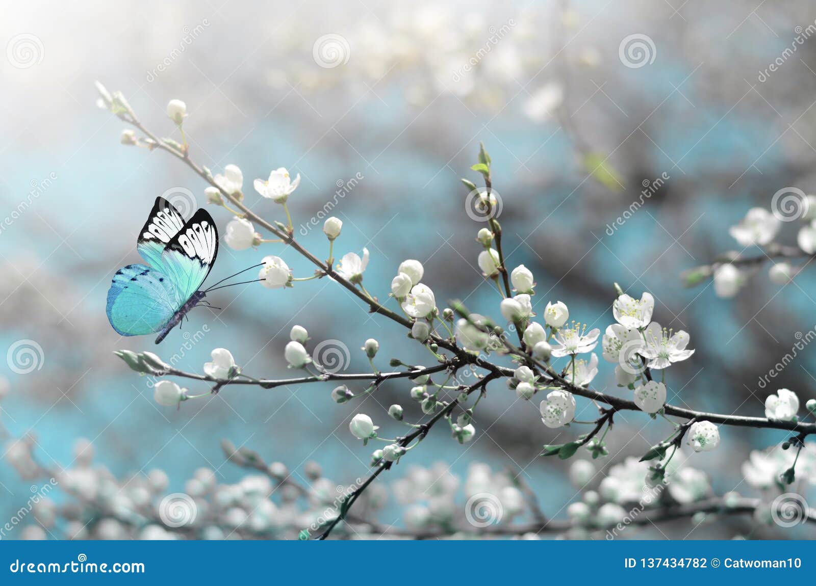 cherry blossom in wild and butterfly. springtime