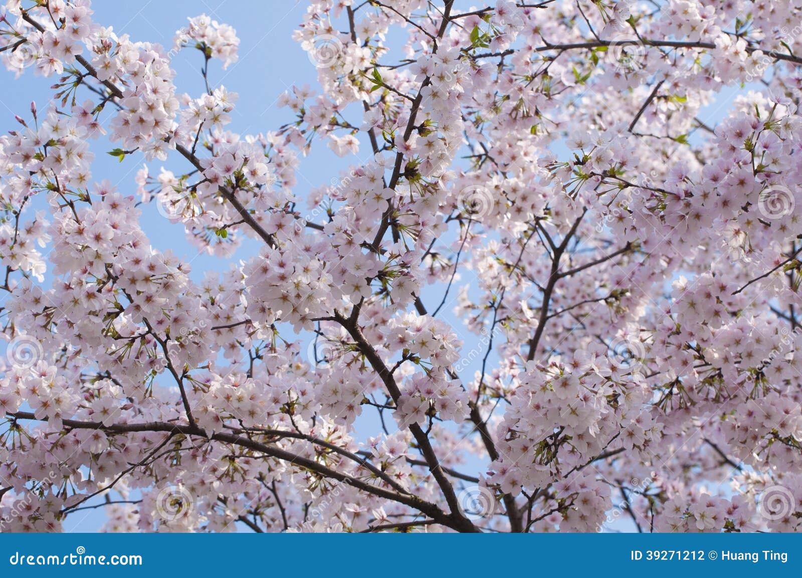 Cherry blossoms in bloom. When Spring comes, the cherry blossoms are in full bloom.