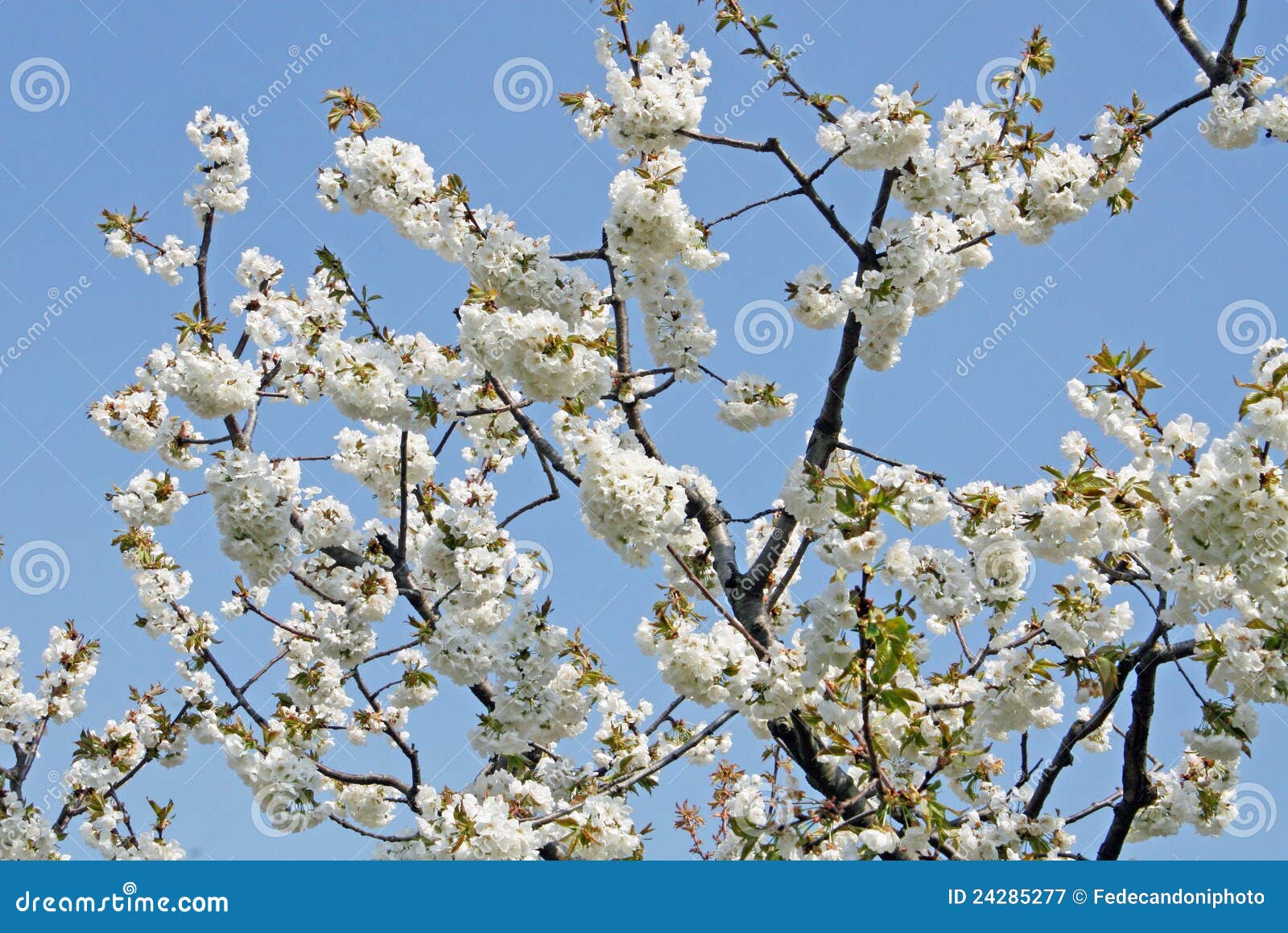 Cherry Blossoms Bloom in Spring in the Italian Hills Stock Image