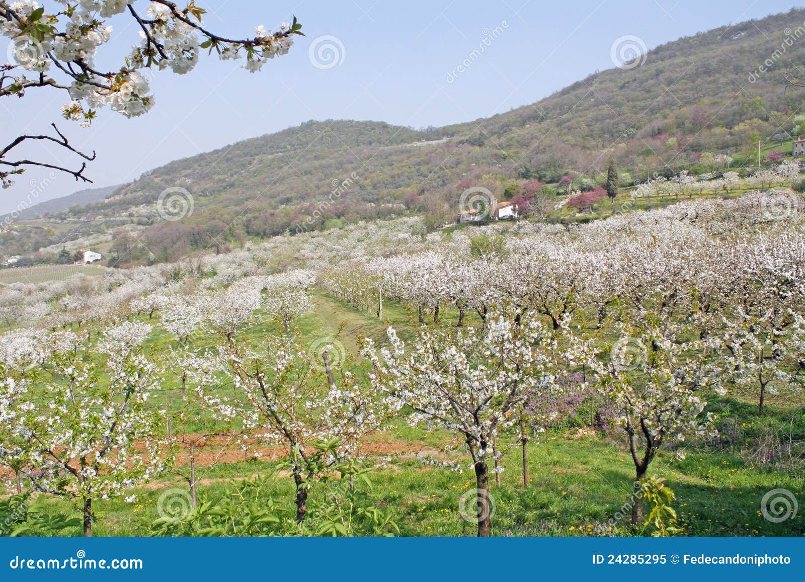 Cherry Blossoms Bloom in Spring in the Italian Hills Stock Image