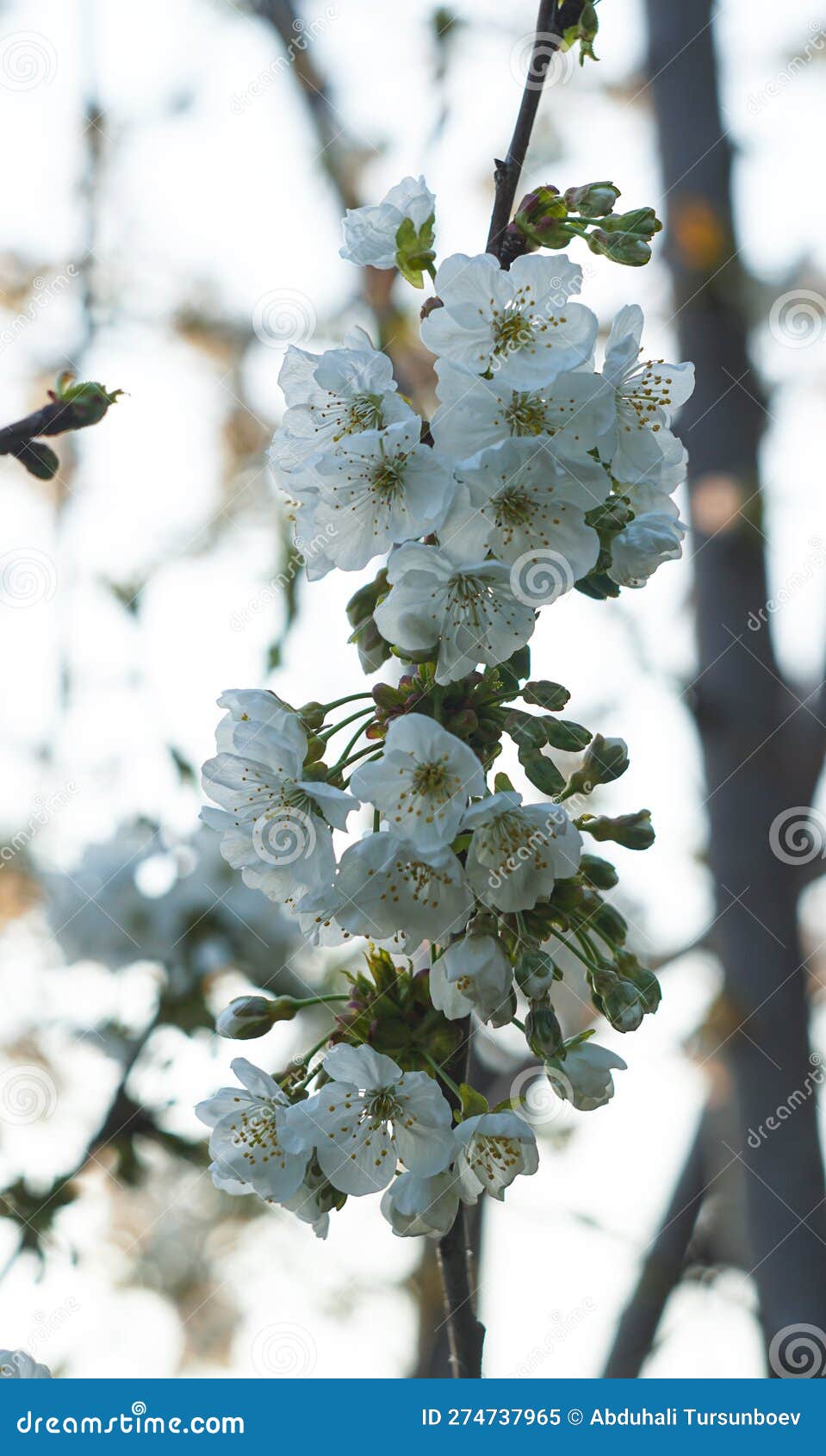 Cherry Blossoms on the Branch Stock Image Image of beauty, seasonal 274737965
