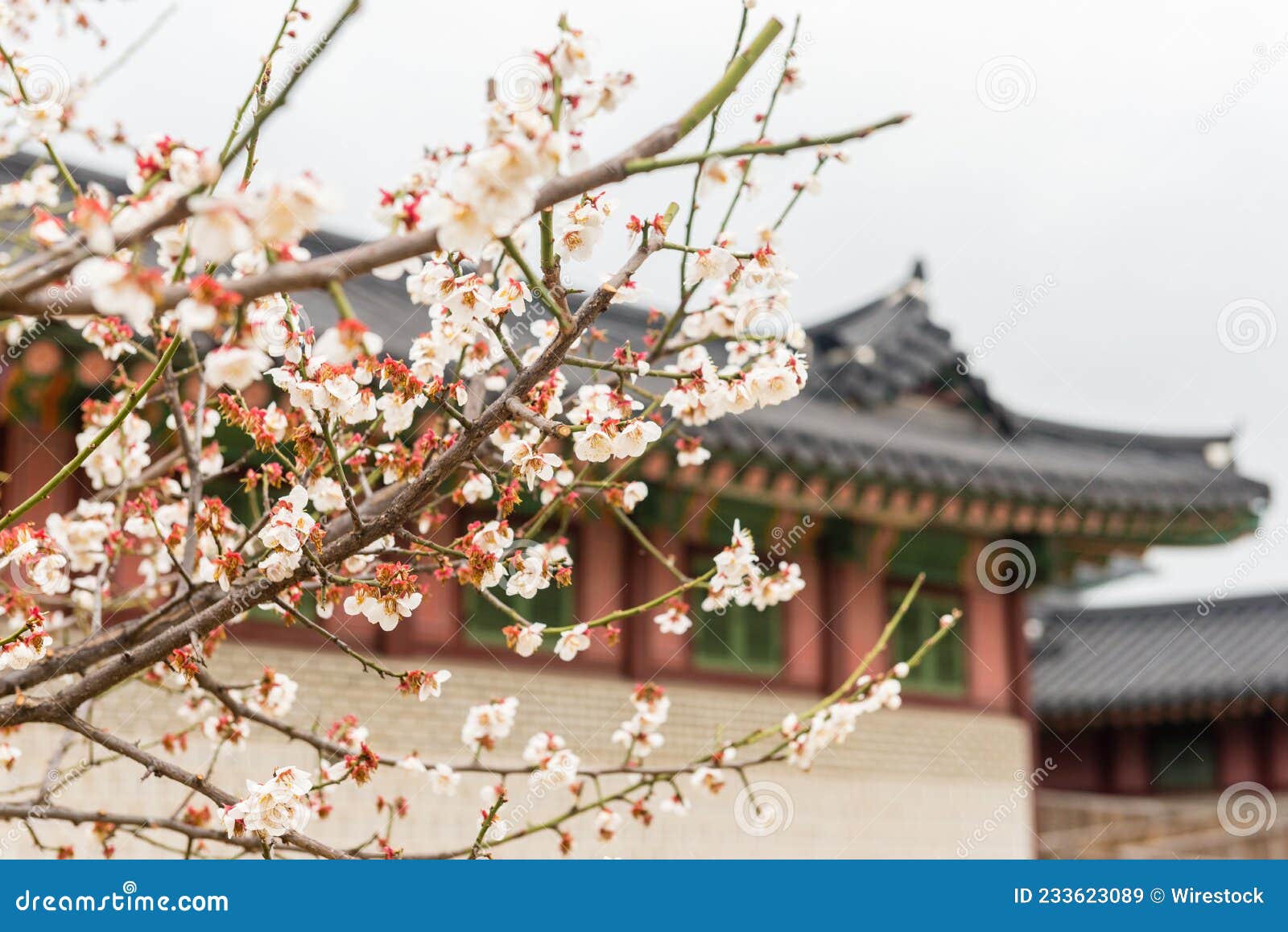 cherry blossoms branches in a garden at seoul, south korea