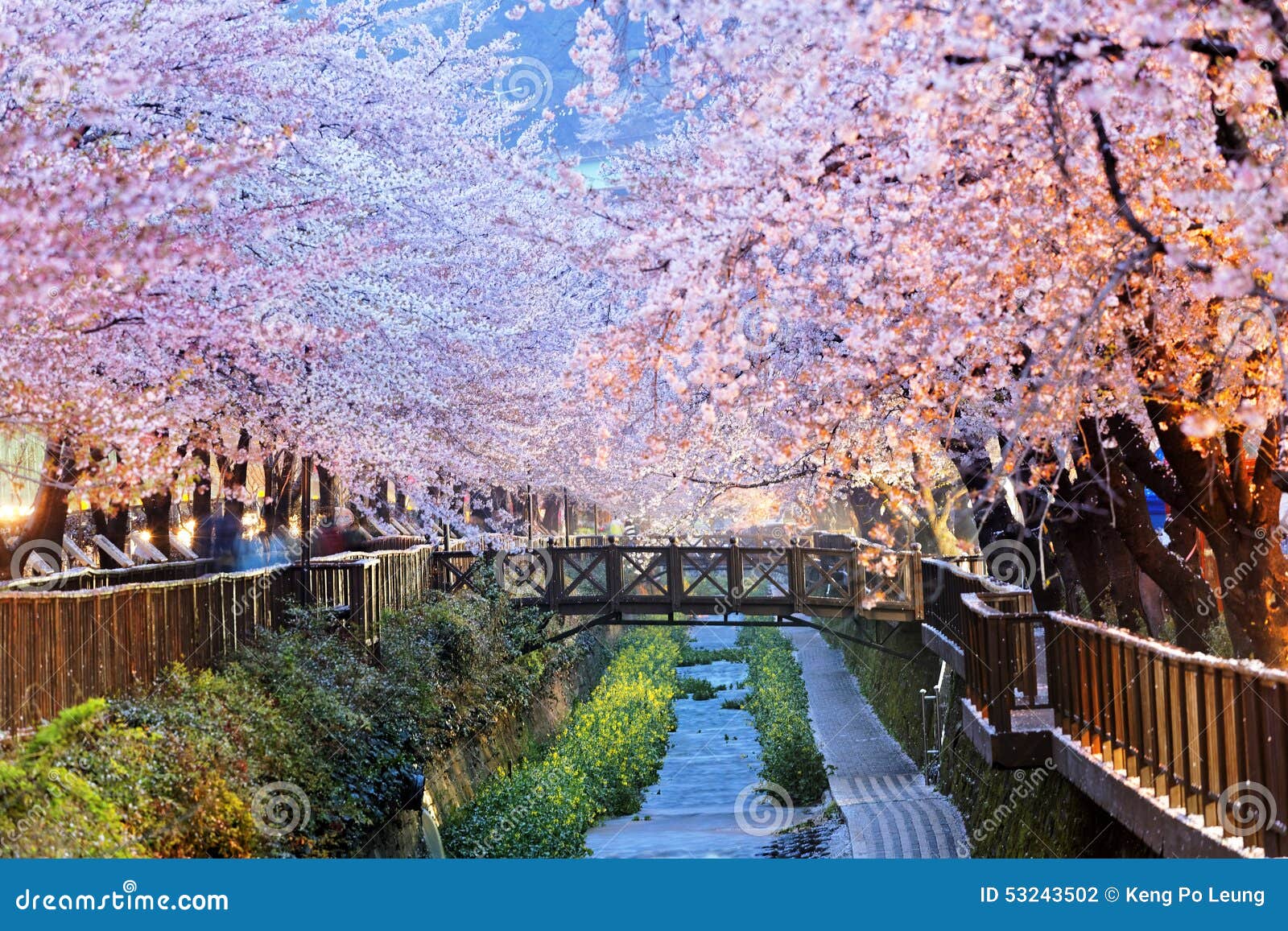 Busan City in South Korea Stock Photo - of blossom, nature: 53243502