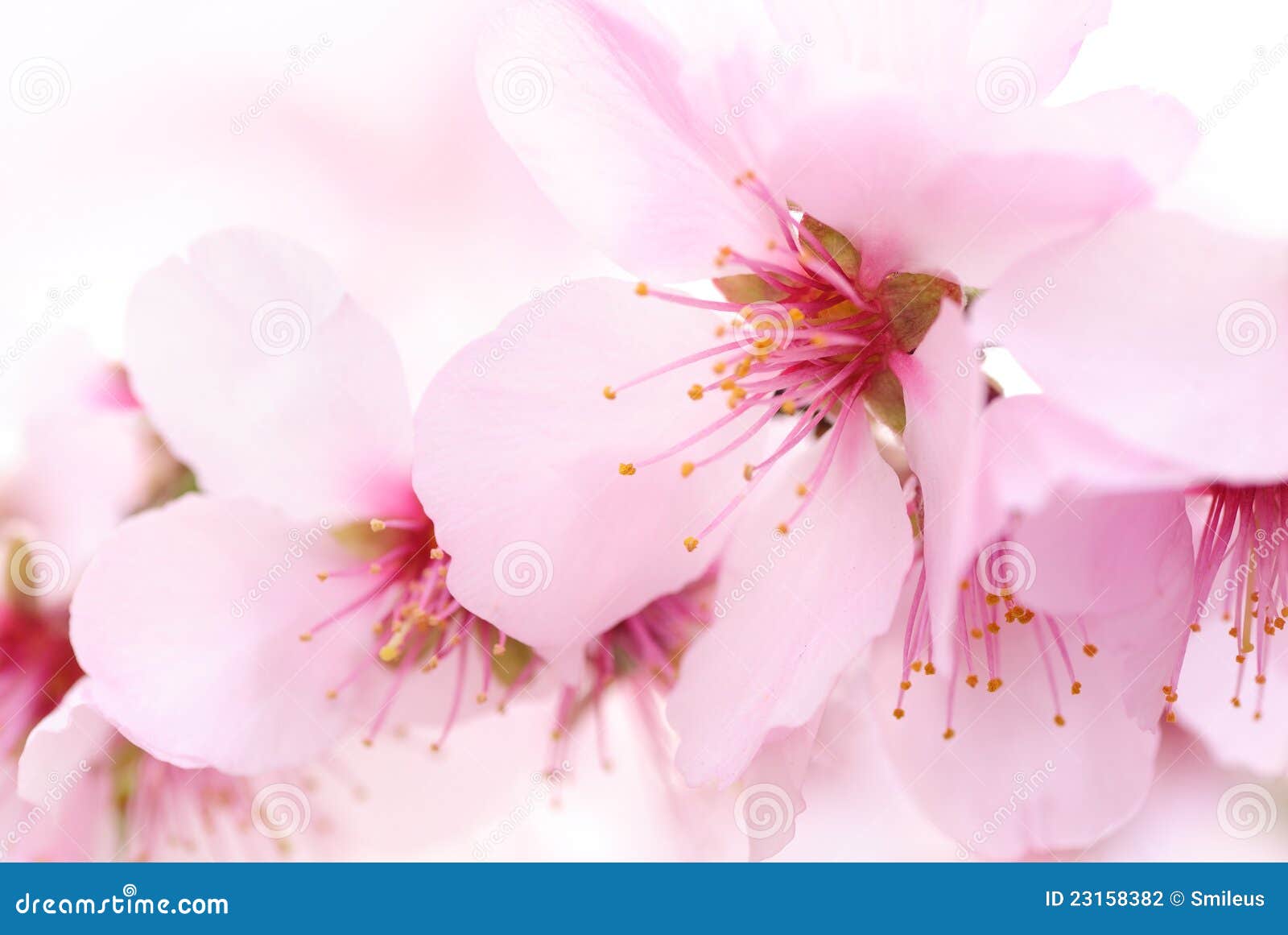 Cherry blossoms dream stock photo. Image of nature, easter 23158382