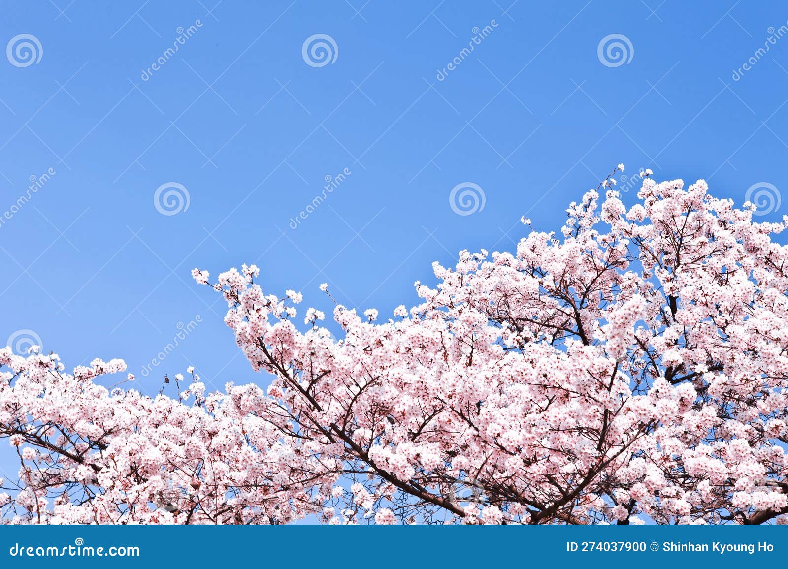 Cherry Blossoms, the First Flower of Spring, and Flowers Blooming with