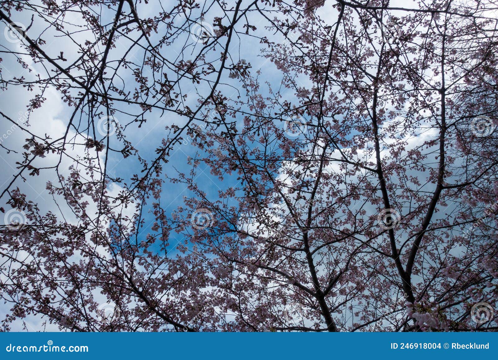 Cherry Blossoms at Fort McHenry in Baltimore Maryland Stock Photo