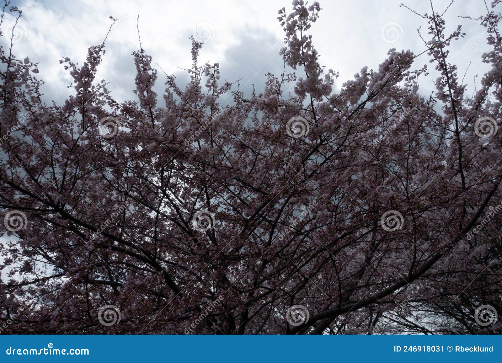 Cherry Blossoms at Fort McHenry in Baltimore Maryland Stock Image