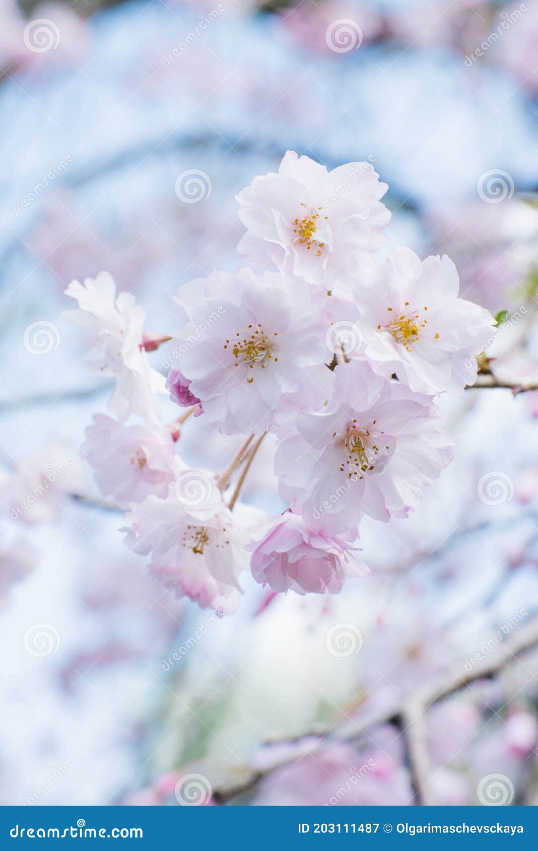 Cherry Blossoms in Full Bloom. Cherry Blossoms in Small Clusters on a ...