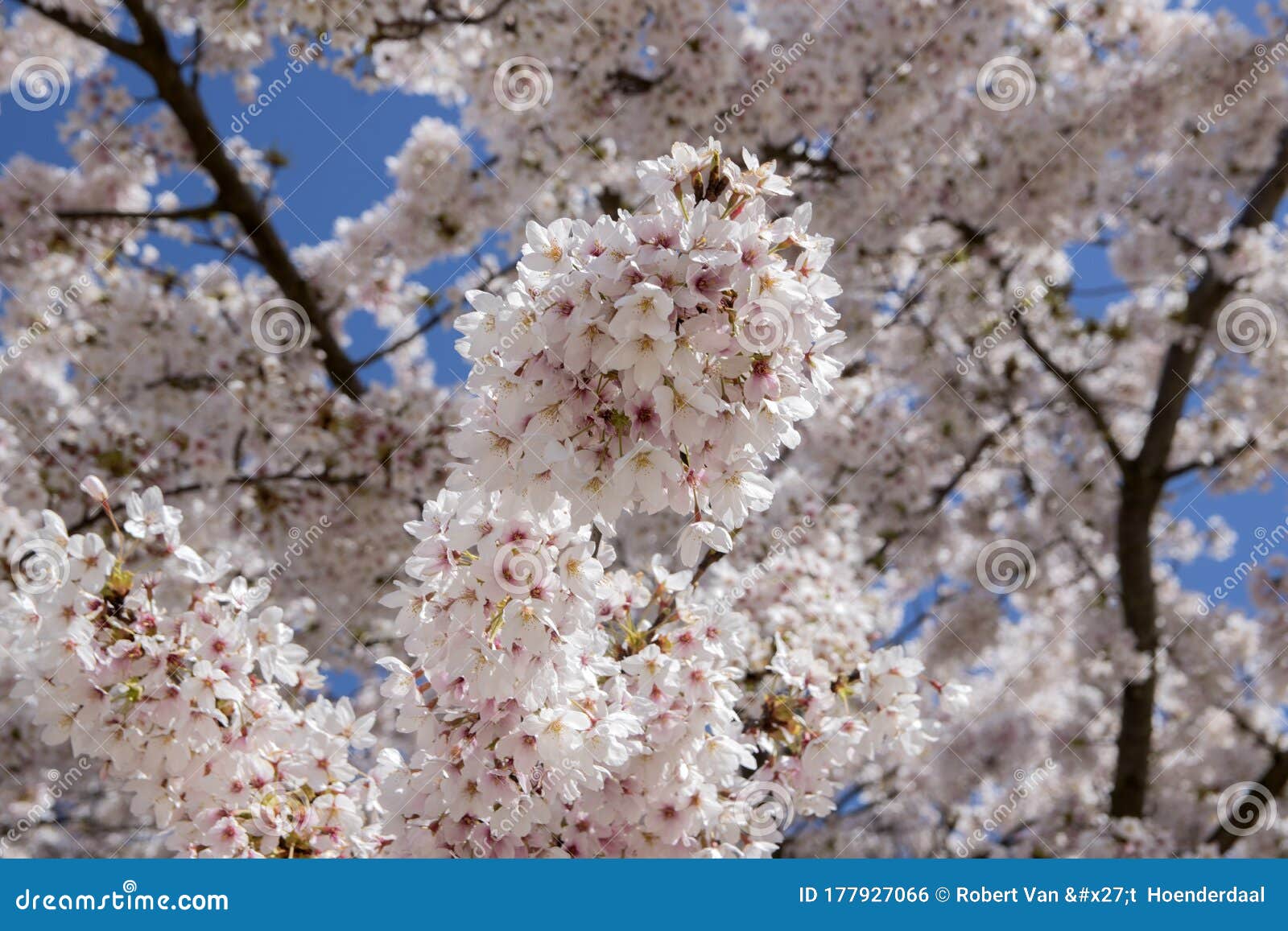 Cherry Blossoms Full in Bloom during Spring Editorial Photo Image of