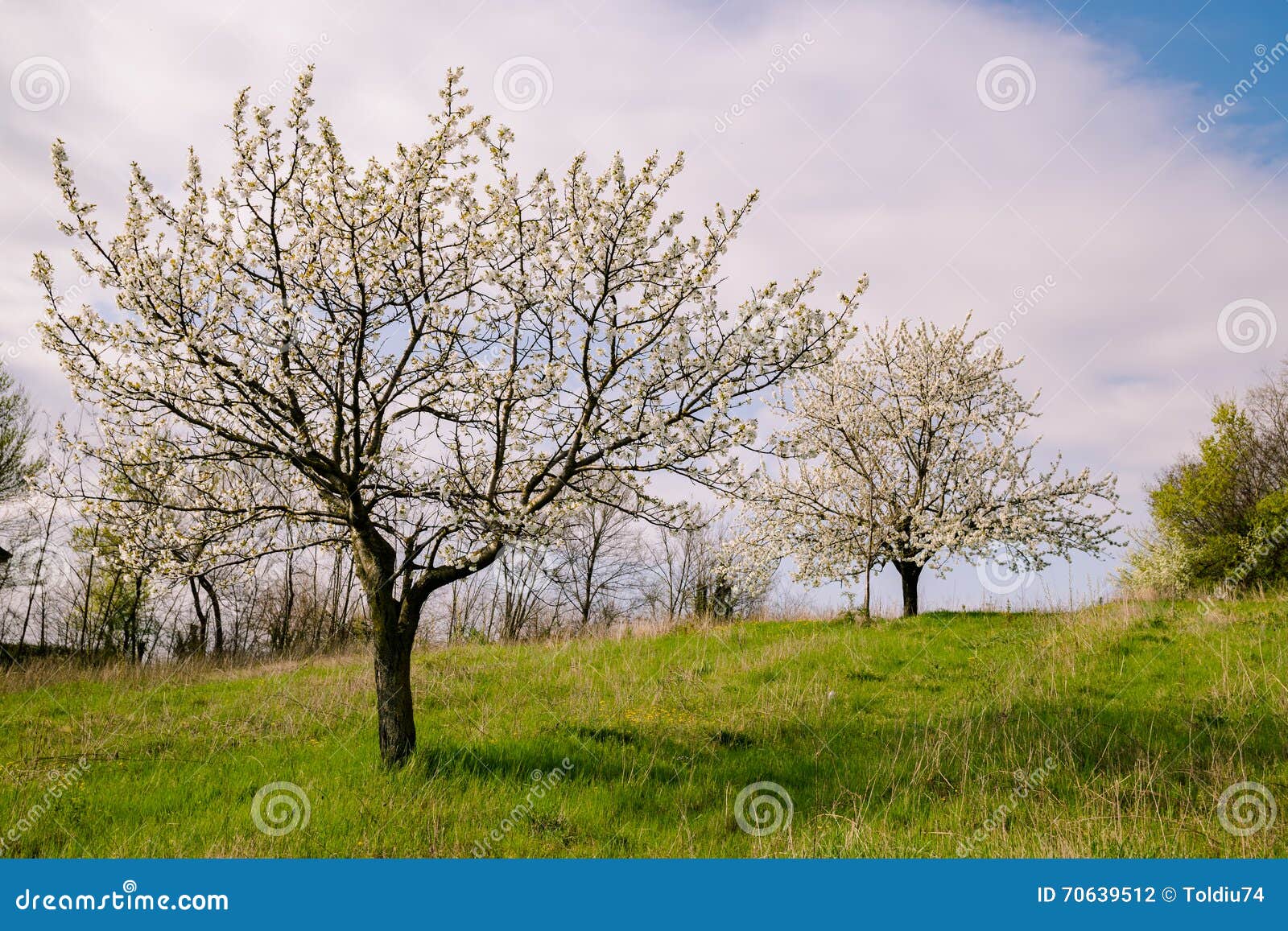 Cherry Blossoms on the Italian Hills in Spring. Stock Photo Image of