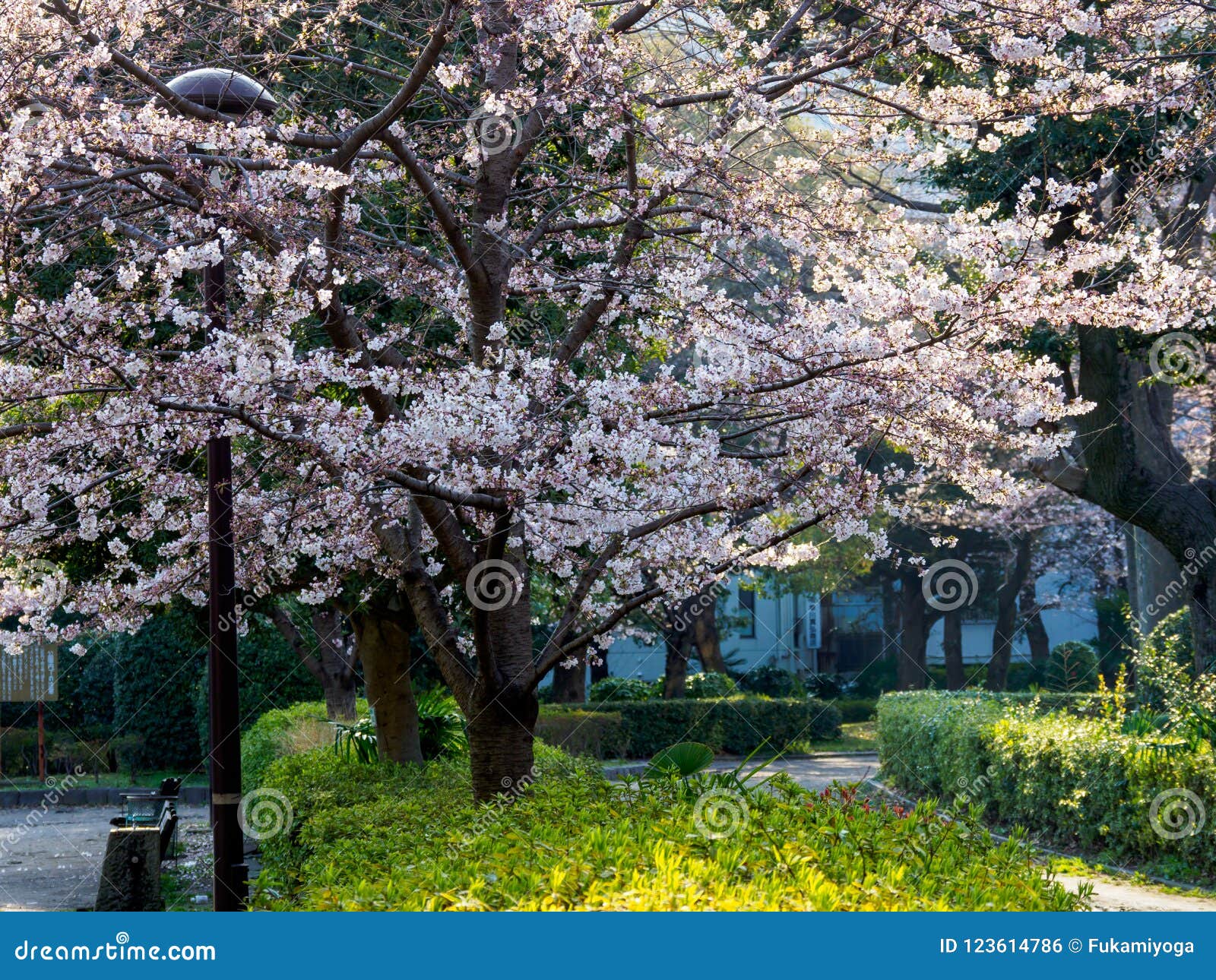 Cherry blossoms in Japan stock photo. Image of vivid - 123614786