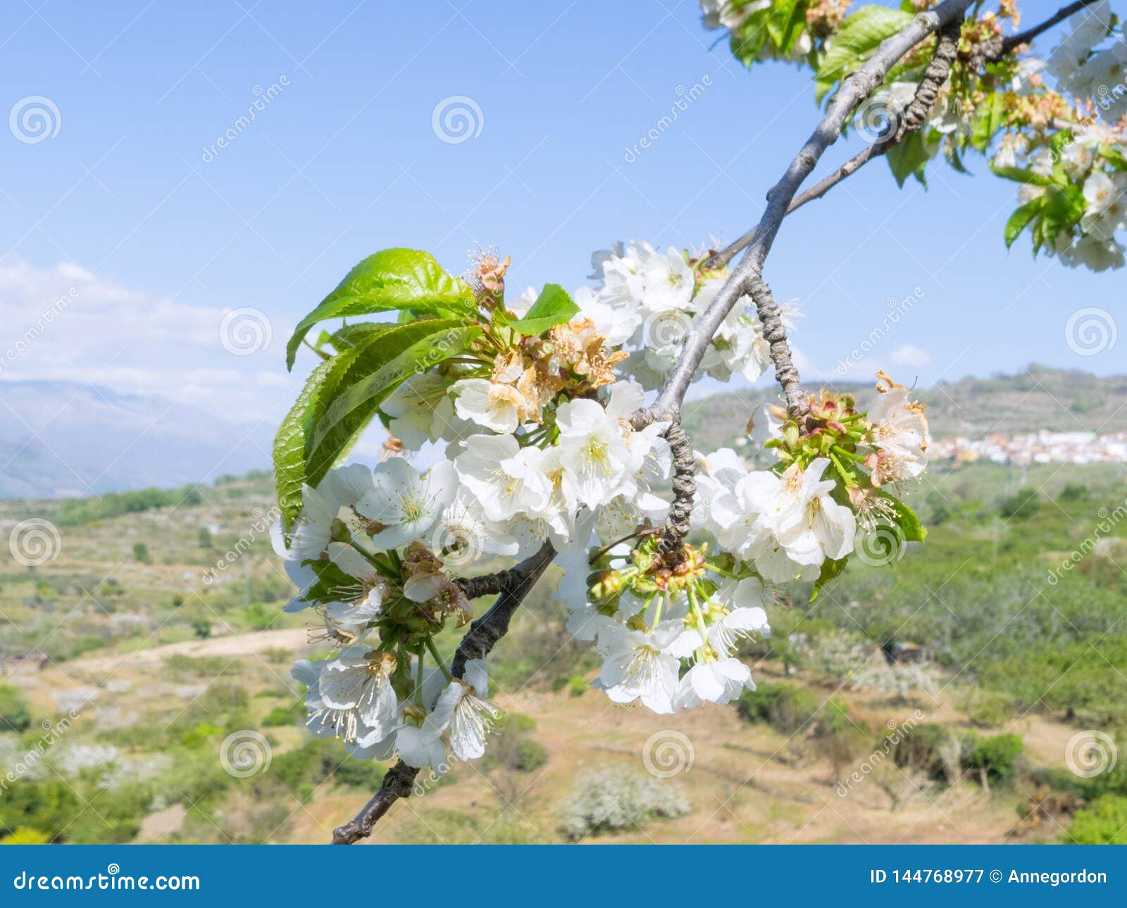cherry blossoms, jerte valley