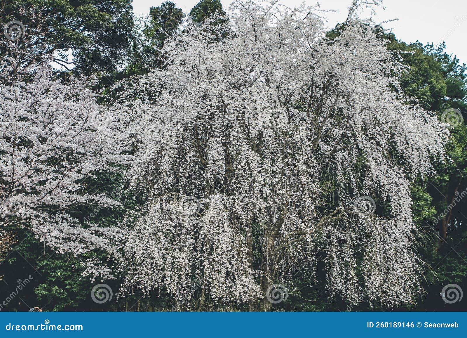 A Cherry Blossoms In Kyoto In The Temples Of Daigo Ji Stock Photo