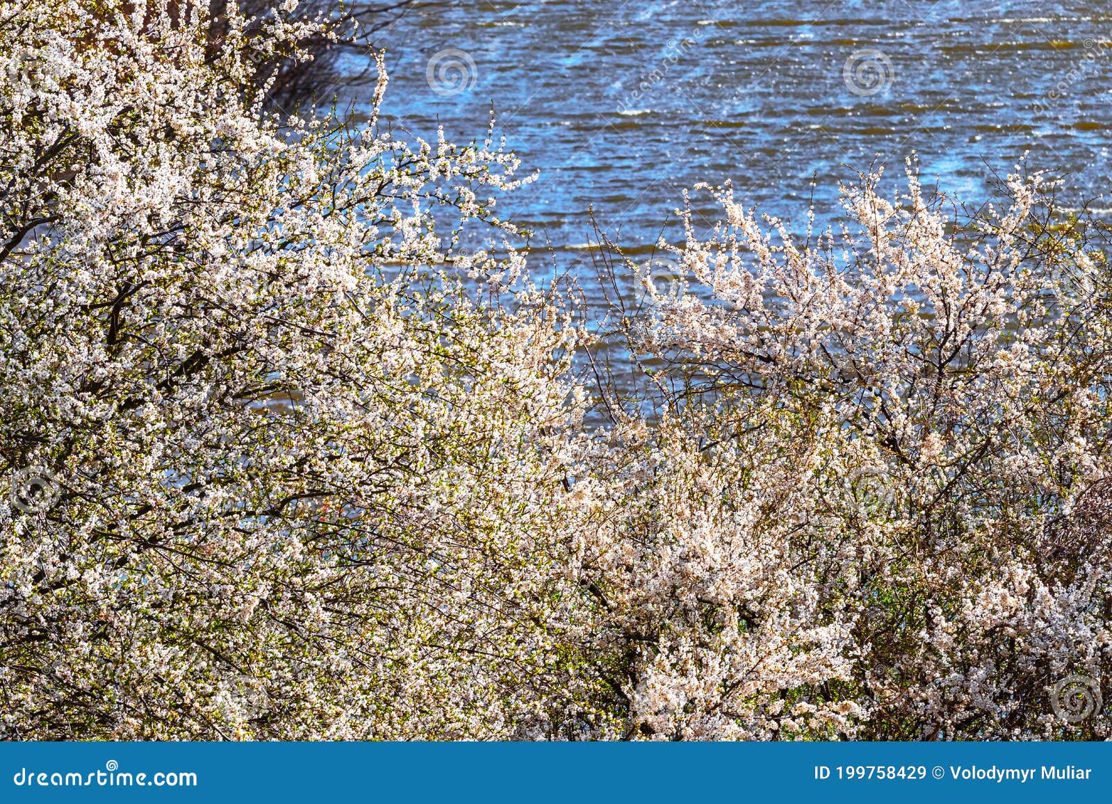 Cherry Blossoms Near the River with Dark Water Stock Image Image of