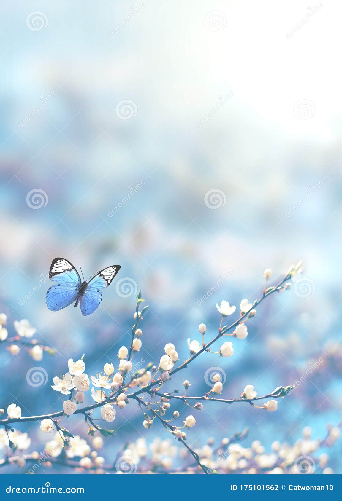 Sự kết hợp hoàn hảo giữa hoa anh đào rực rỡ và nền thiên nhiên màu xanh dương tạo nên bức hình nền hoàn hảo. Đó là một bức hình như thế nào? Hãy khám phá và trải nghiệm ngay trên trang web của chúng tôi.