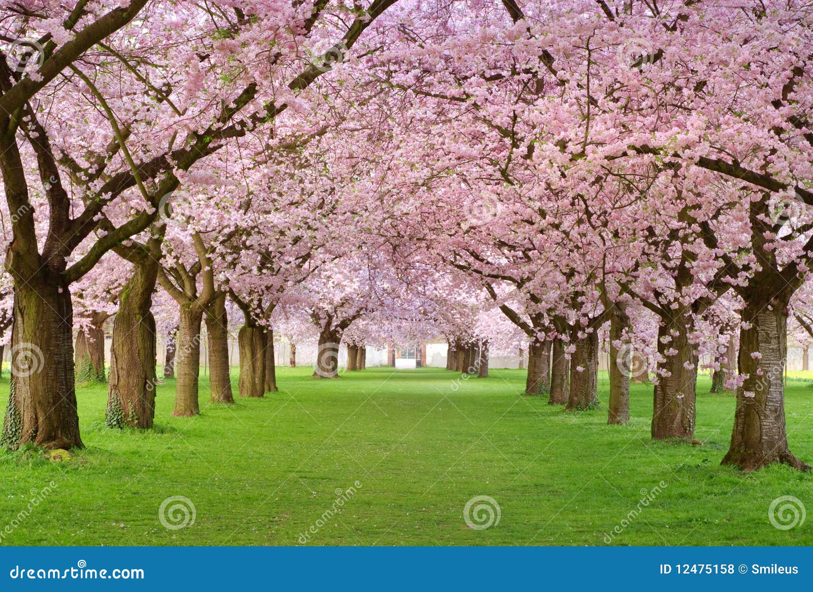 cherry blossoms plenitude
