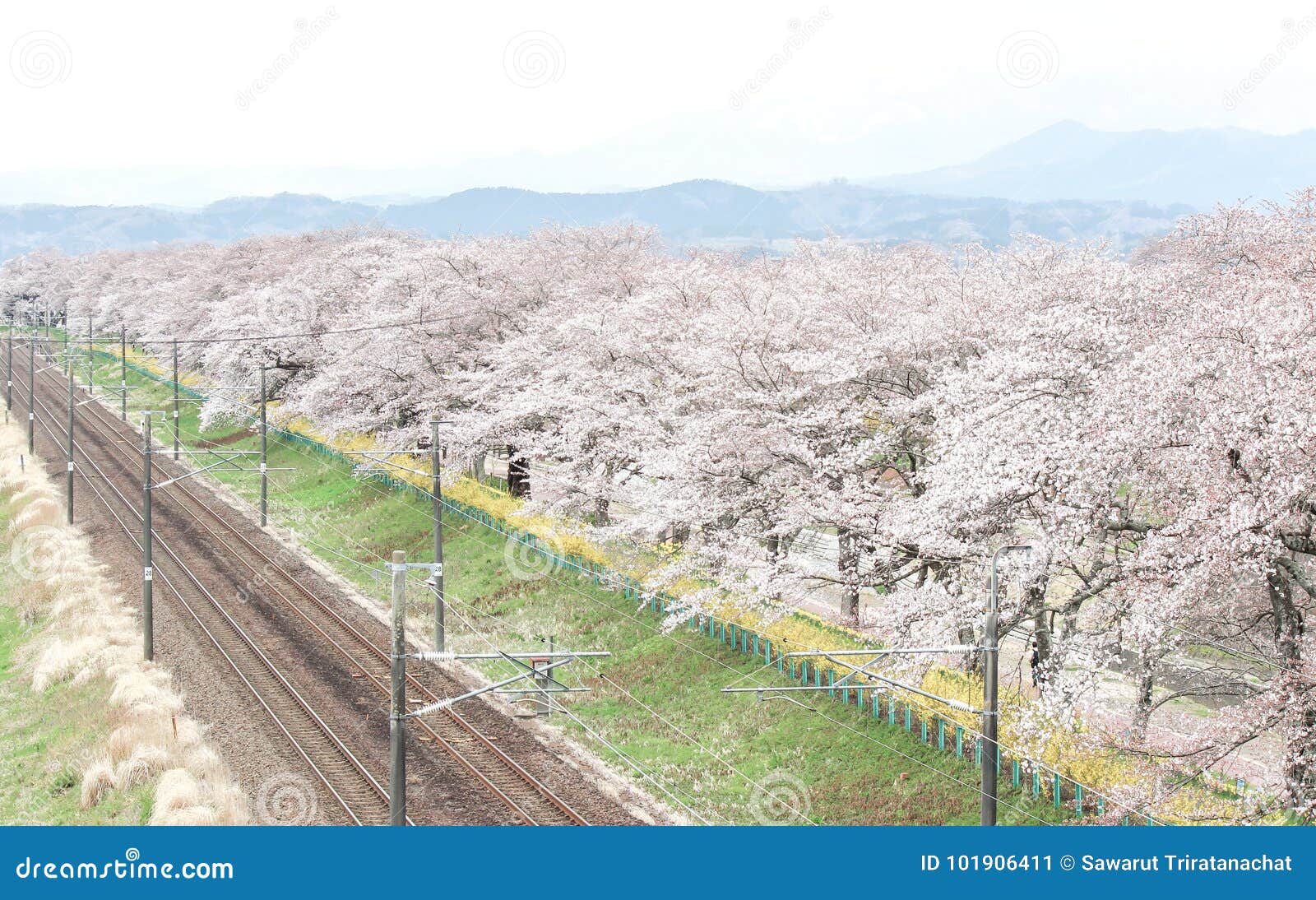 cherry blossoms and railways in hitome senbonzakurathousand cherry trees at sight at shiroishi riverside seen from shibata seno