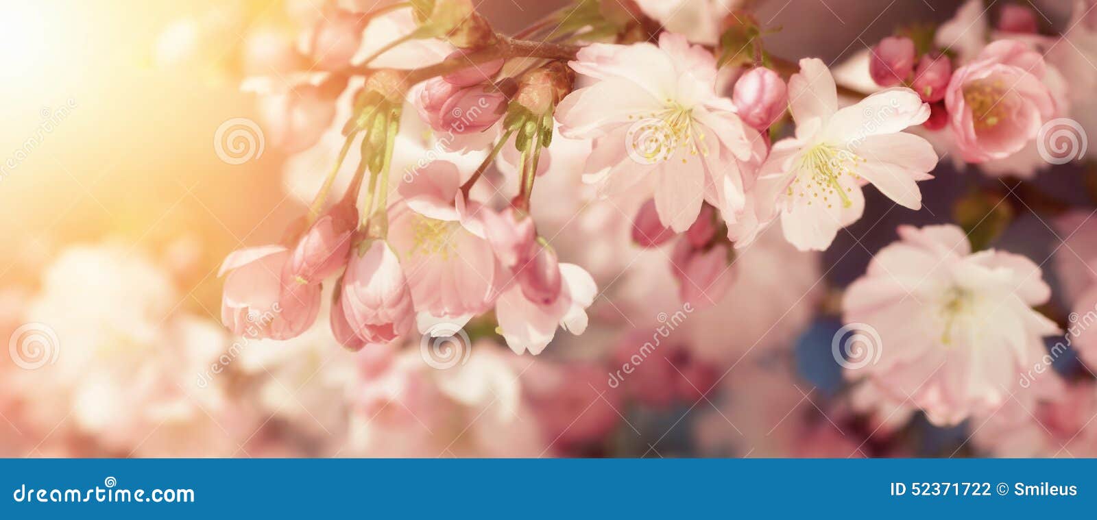 cherry blossoms in retro-styled colors