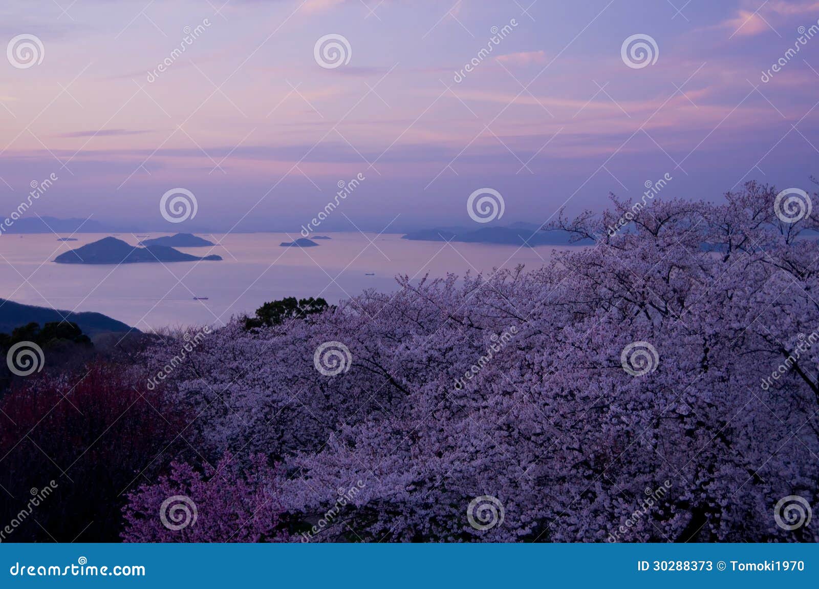 cherry blossoms and seto inland sea in the evening