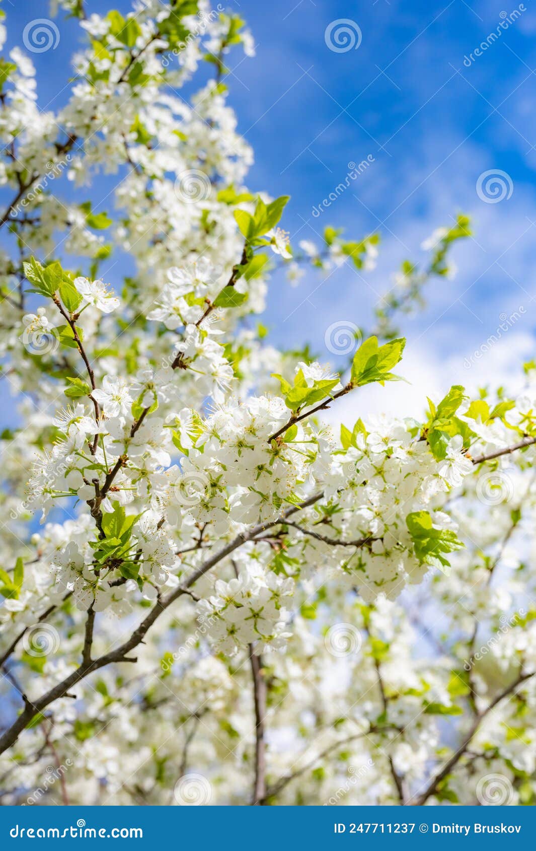 Cherry blossoms in spring stock image. Image of march 247711237