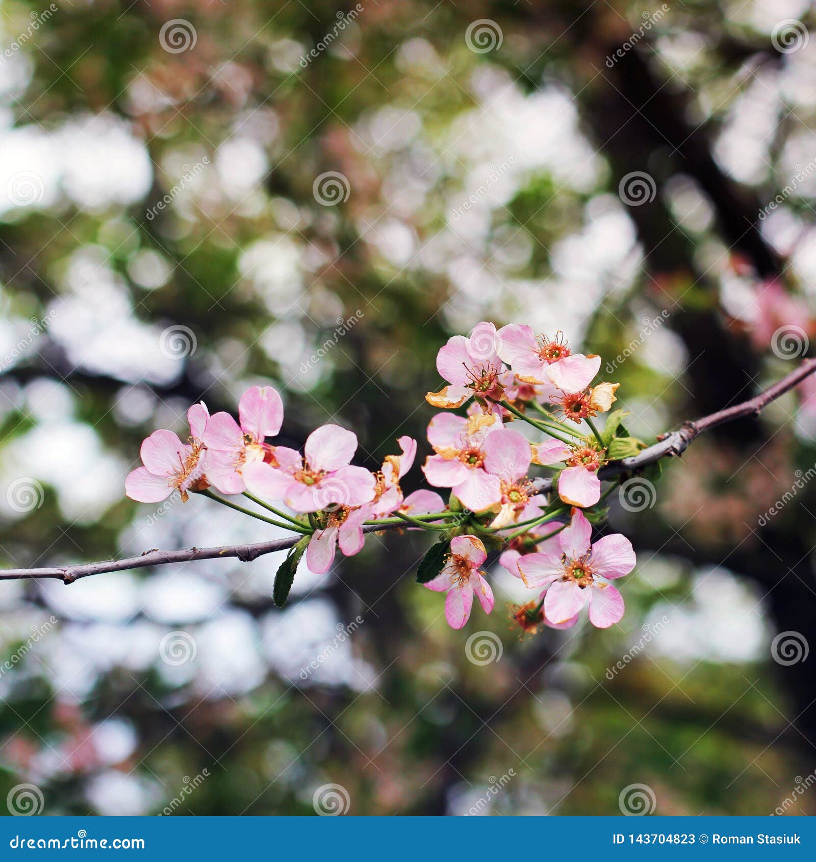 Cherry Blossoms. Spring Tree. Blooming Tree Stock Image - Image of