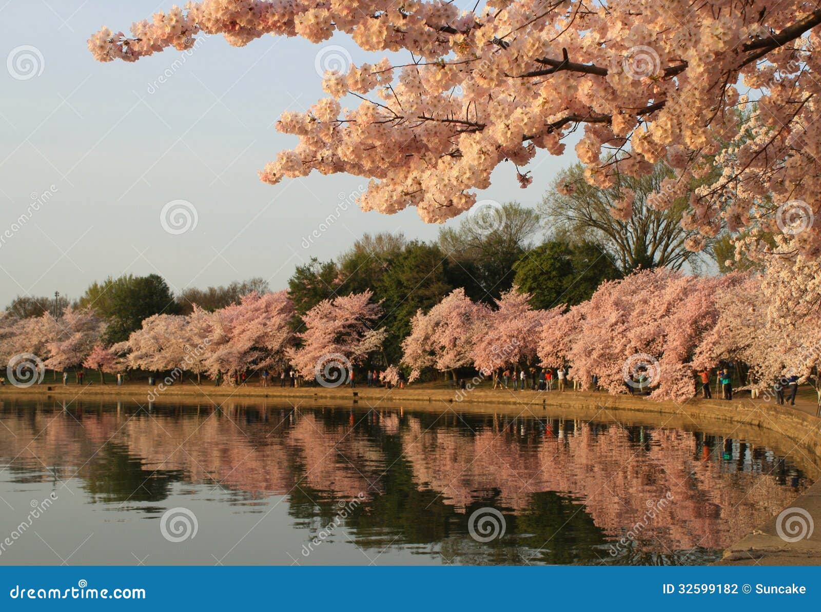 cherry blossoms tidal basin