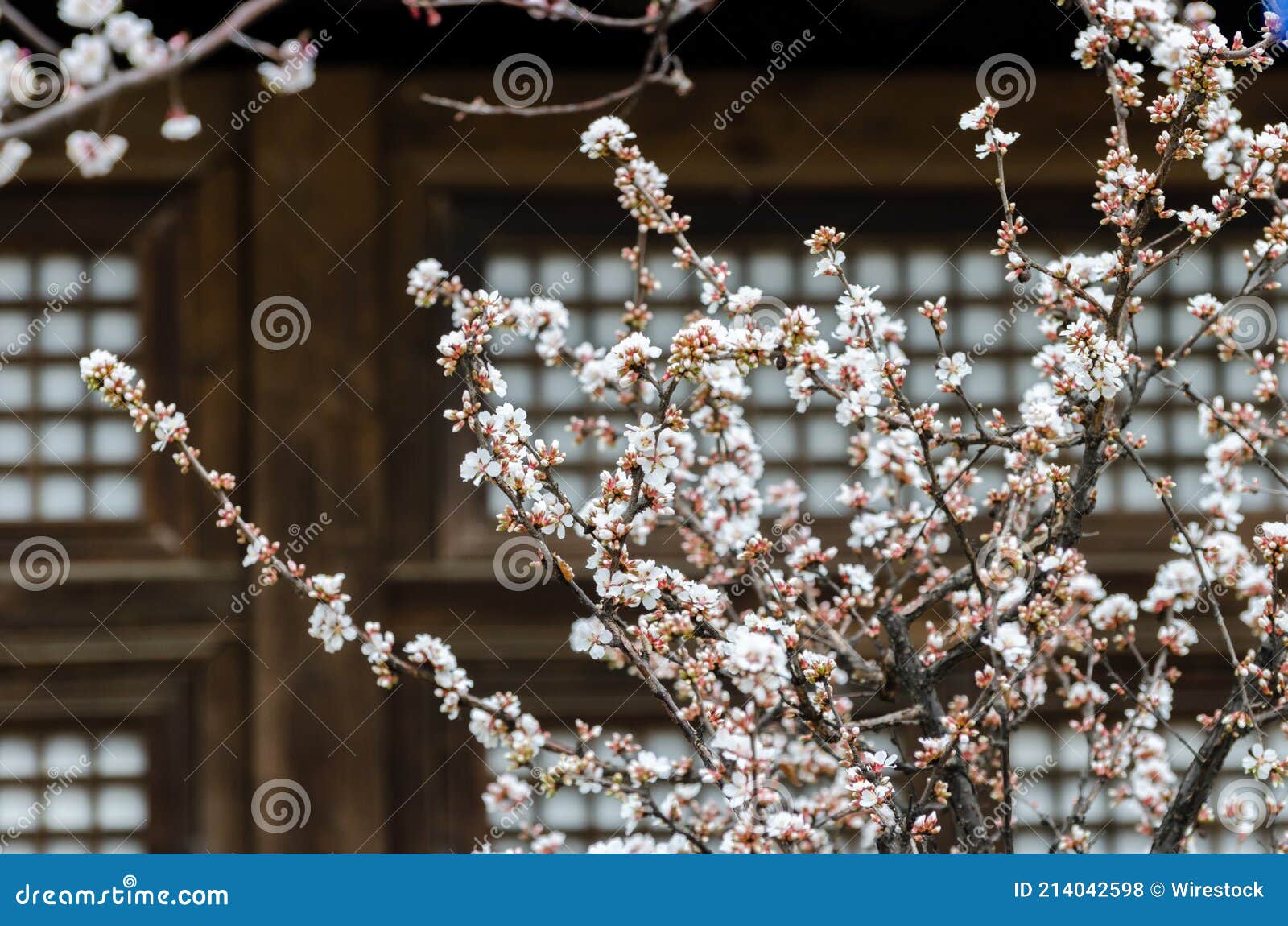 cherry blossoms trees in a garden at seoul, south korea.