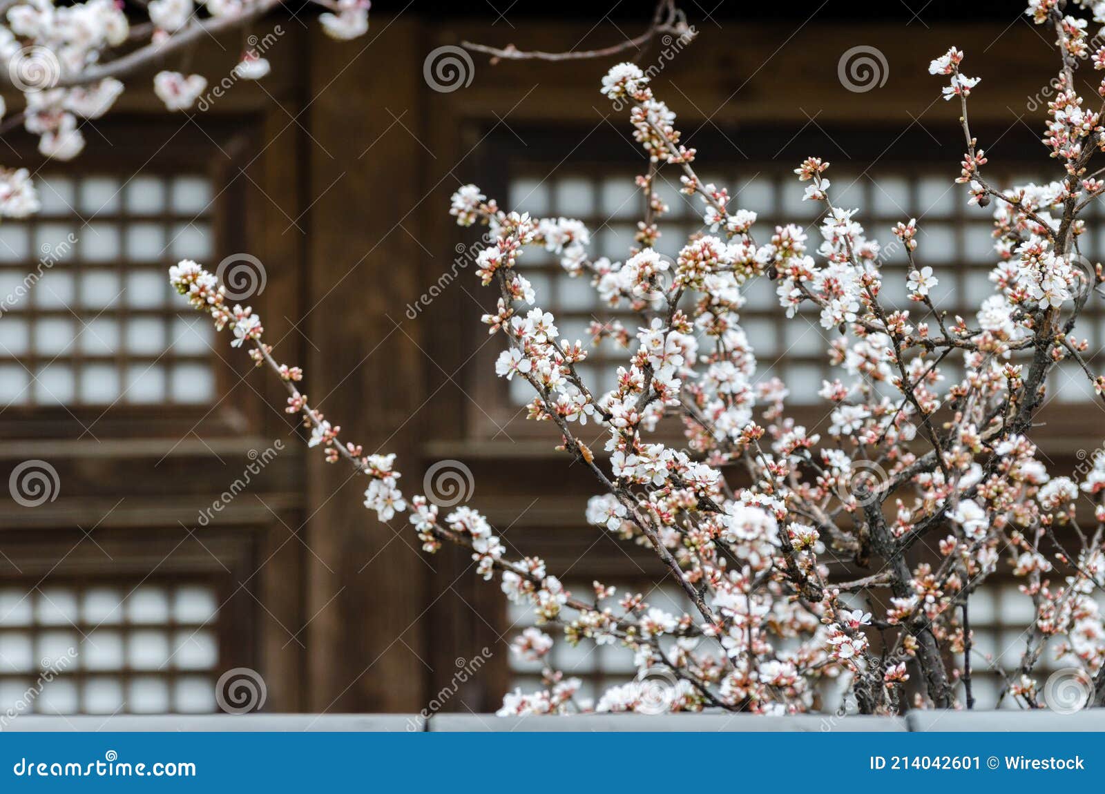 cherry blossoms trees in a garden at seoul, south korea.