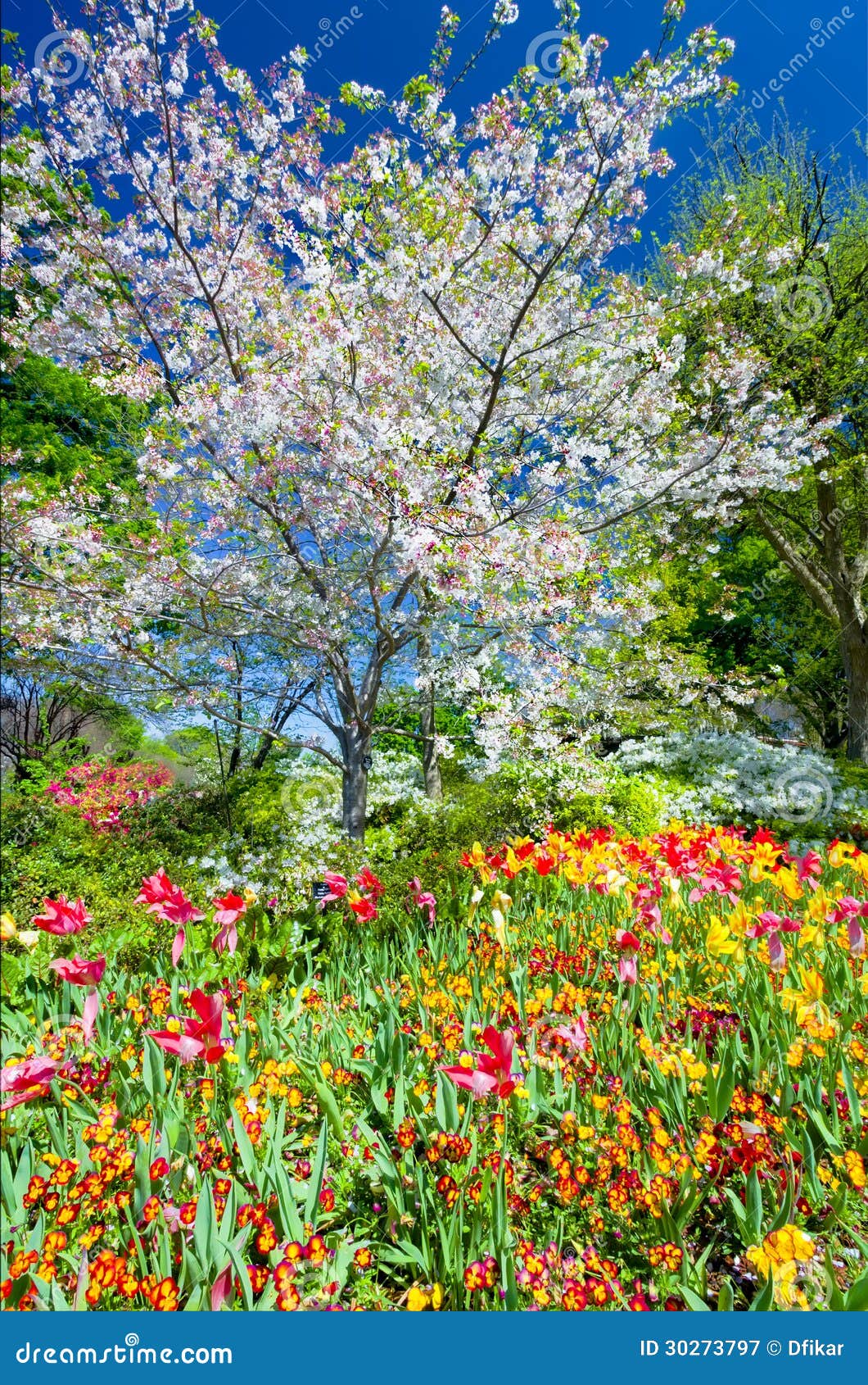 Cherry Blossom Tree stock image. Image of texas, tulips 30273797