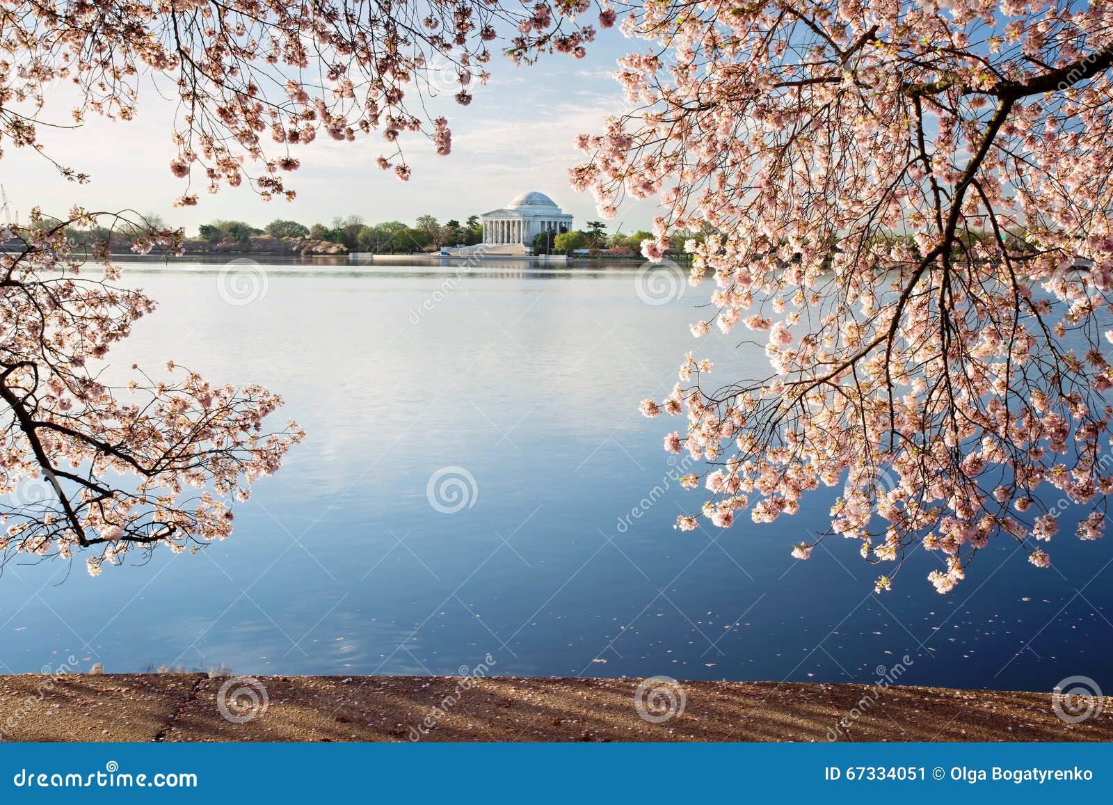 Cherry Blossoms Washington DC Sunrise Stock Image Image of tidal