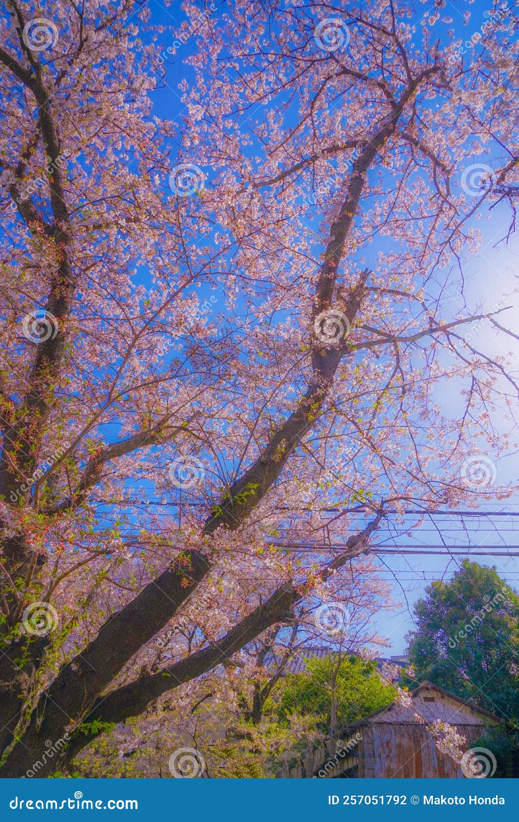 Cherry Blossoms in the Water for Nikago (Shukugawara) Stock Photo
