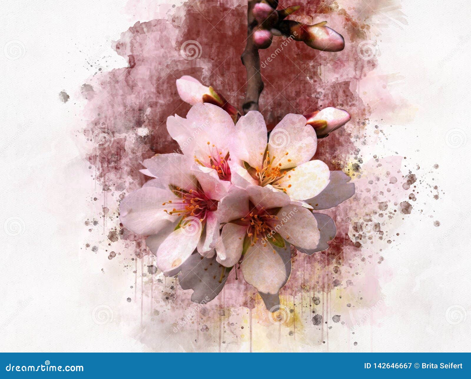 Cherry Blossoms Watercolor Stock Illustrations 921 Cherry Blossoms Watercolor Stock Illustrations Vectors Clipart Dreamstime