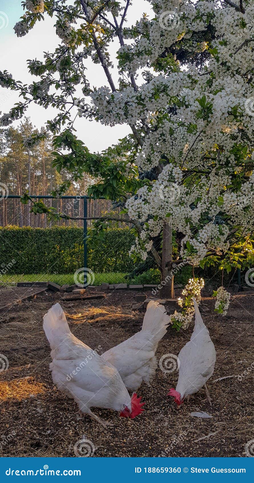 Cherry Blossoms and White Chickens Stock Photo Image of tree, park
