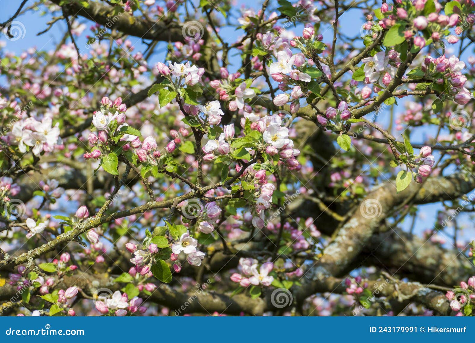 Cherry Blossoms in White Pink in Spring Stock Image Image of